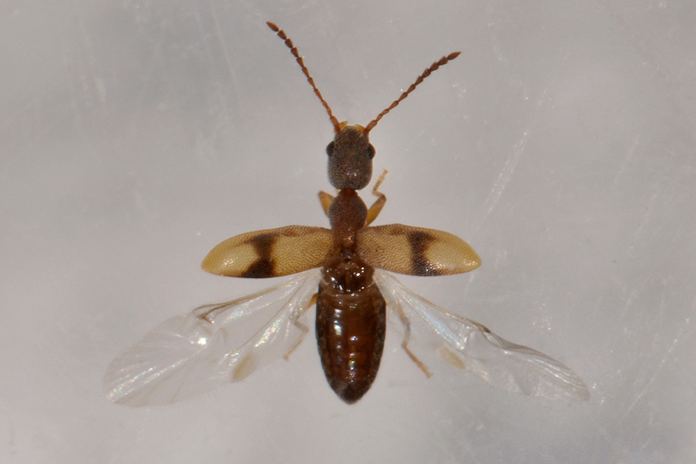 Anthicidae:  Endomia unifasciata